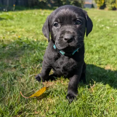 Anja