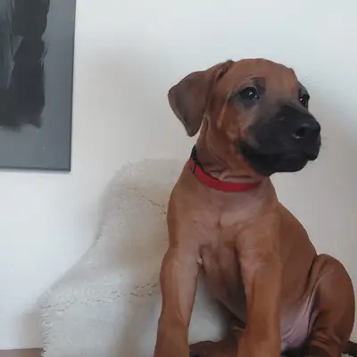 Frau Lila