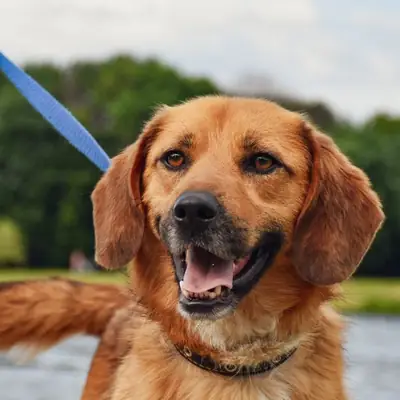 Cães Perigosos em Hamburgo: Lei, Regras e Impostos 2026