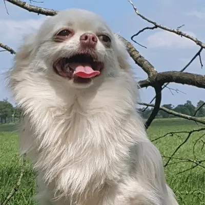 Glamorouscity Chihuahuas  cover
