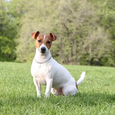 Jack Russell Terrier kaufen: Kosten, Züchter & Tipps [2026]