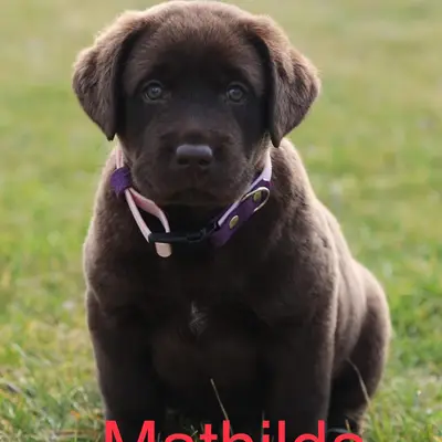 Mathilda