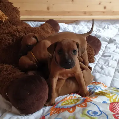 Barınaktan Rhodesian Ridgeback Sahiplenme: İpuçları