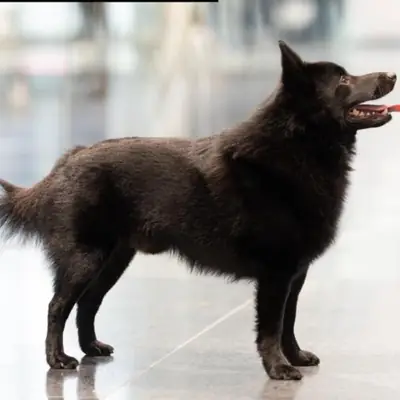 Black Star Schipperkes , Niedersachsen