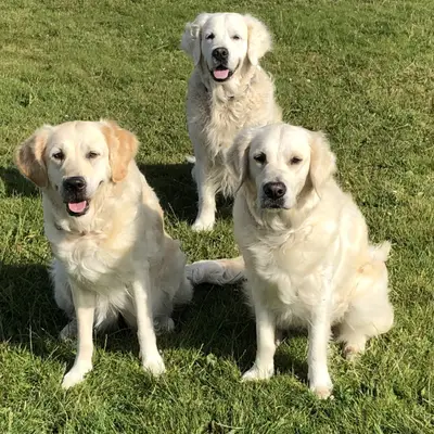 Golden Retriever vom Haarstrang , Nordrhein-Westfalen