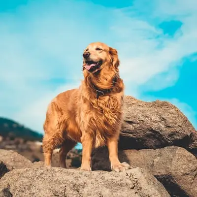 Golden Retriever kaufen: Kosten, Züchter & Tipps [2026]