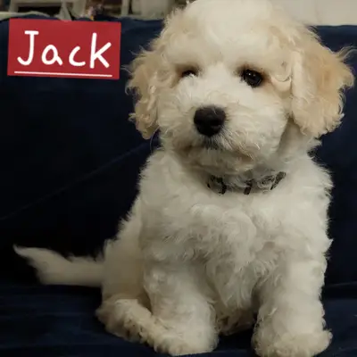 Jack