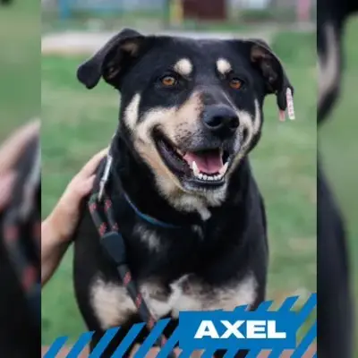 Axel
