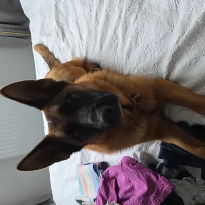 Von der guten Freundschaft – Deutscher Schäferhund Züchter, Bern