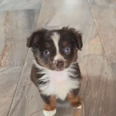 Von den golden aussies – Australian Shepherd Züchter, Rheinland-Pfalz