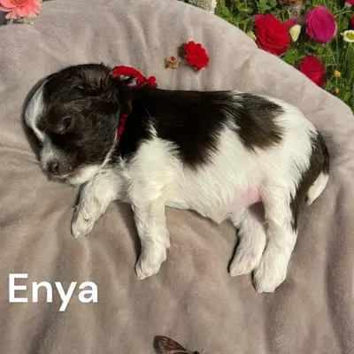 Enya