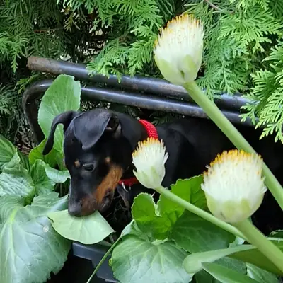 Previous puppy: Emma