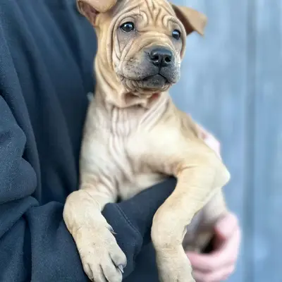 Chloé