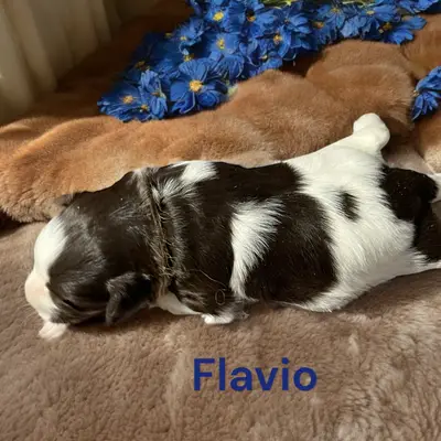 Flavio