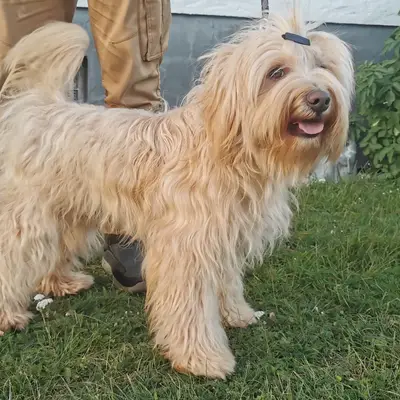 Stouky´s Tibet Terrier – Tibet Terrier Züchter, Nordrhein-Westfalen