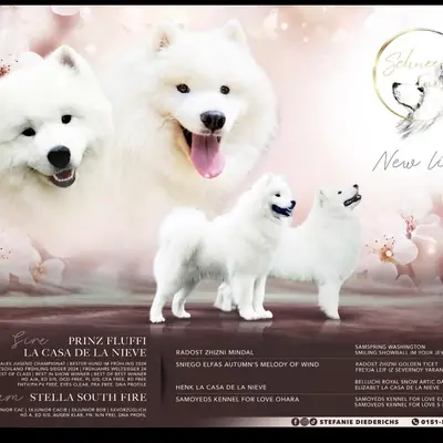 Schnee-Eifel Hunde – Samoyedo Züchter, Rheinland-Pfalz