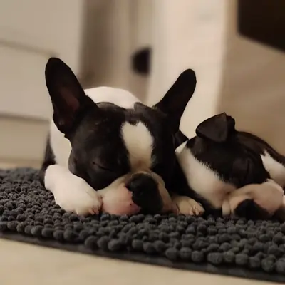 Von den Manchester Hexen – Boston Terrier Züchter, Nordrhein-Westfalen