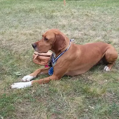 English pointer kennel Ze Zaječích polí – English Pointer Züchter, Olomoucký kraj