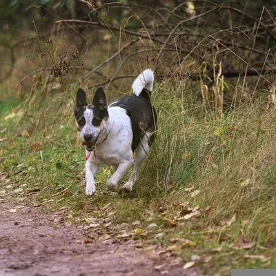 Rat Terrier Charakter & Wesen: Passt die Rasse zu dir?