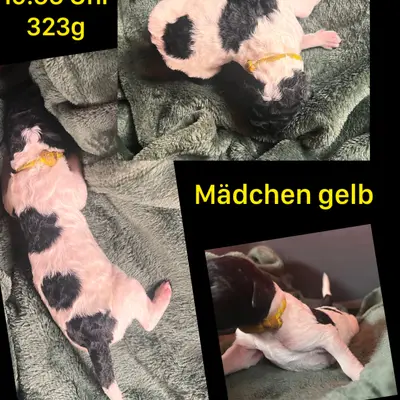 Gelb
