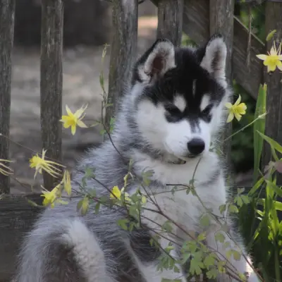 Bright Little Bear Akim