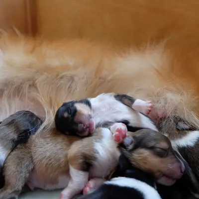 Collies von der Brettachwiese  cover