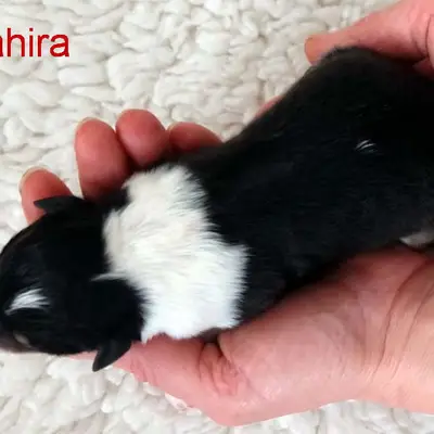 Fahira