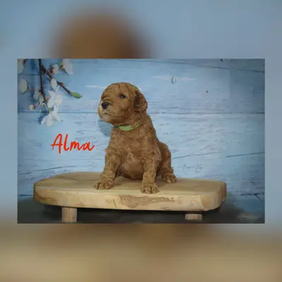 Alma