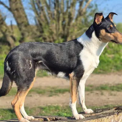 Märchencollies – Collie (Kurzhaar) Züchter, NRW