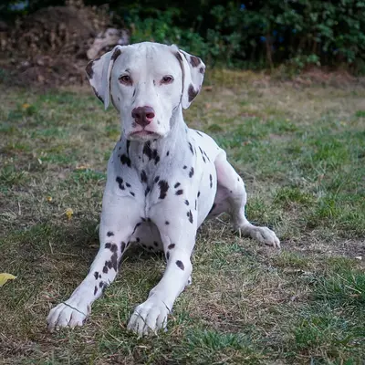 Stracciatella-paws  cover