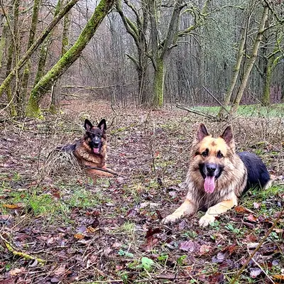 Altdeutsche Schäferhunde von Spirit of Damon cover