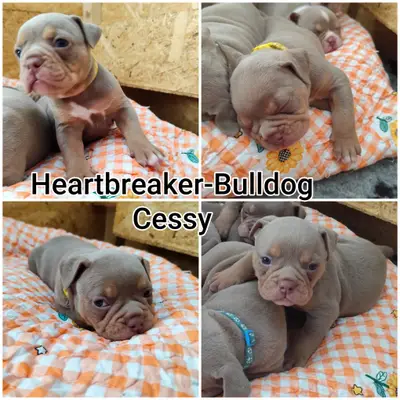 Previous puppy: Cessy