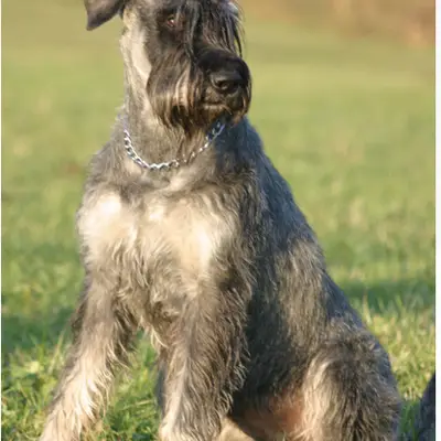 Riesenschnauzer Züchter in Baden-Württemberg, Baden-Württemberg