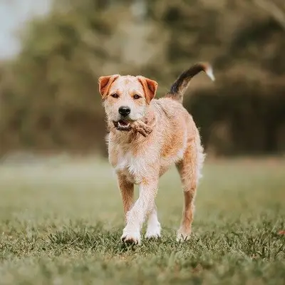 Border Terrier Charakter & Wesen: Passt er zu dir?