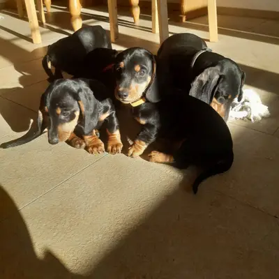 Hundezucht aufm Jungwirthhof  cover