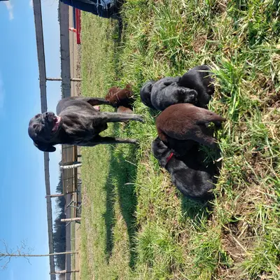 Labradorzucht von der Innriverranch , Oberösterreich