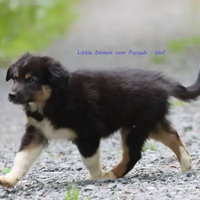 Little Dämon