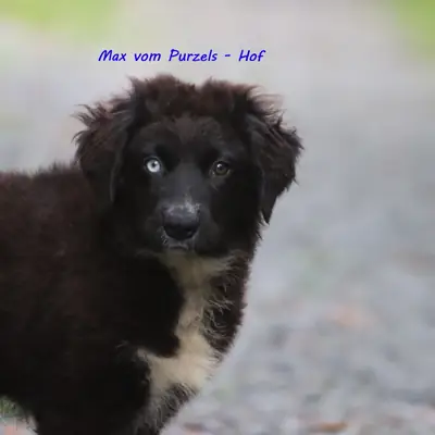 Max
