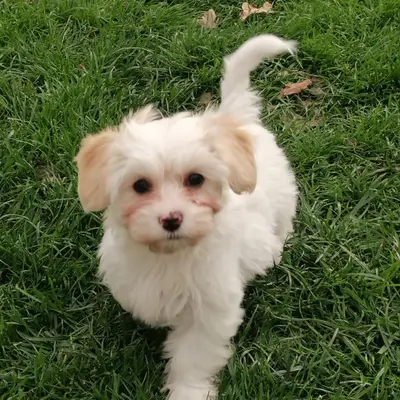 Arella