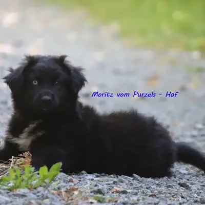 Moritz