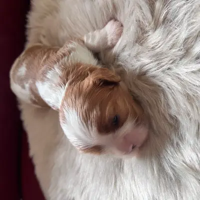 Výchova kavalír King Charles španěla: Tipy pro výcvik