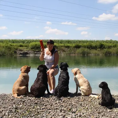 Labrador Retriever of Avon´s spirit cover