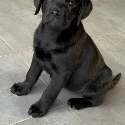 Labrador vom Schwalmtaler Turm cover