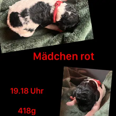 Rot