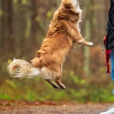 Dog Liability Insurance: Rules, Costs & Key Coverage