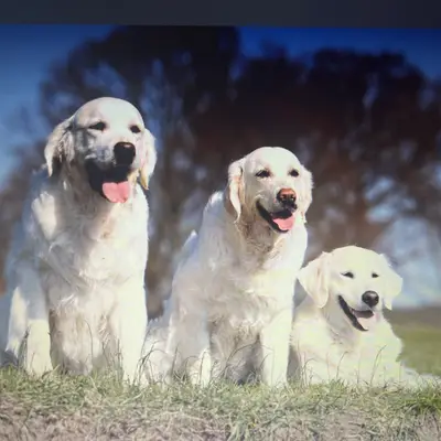 Just Gold Pure Love Golden Retriever  cover