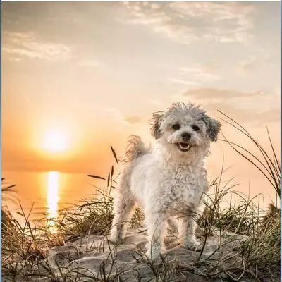 Hundezucht "de la Duchesse" cover