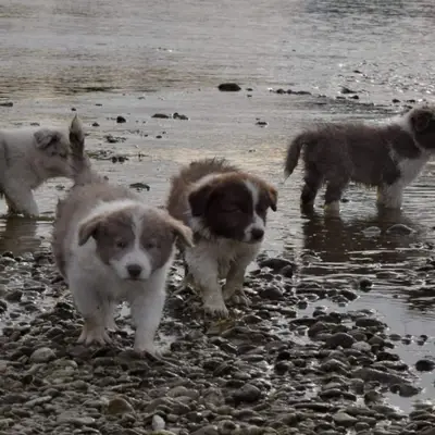 Border Collie karakter & væsen: Passer racen til dig?