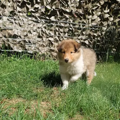 Daisy