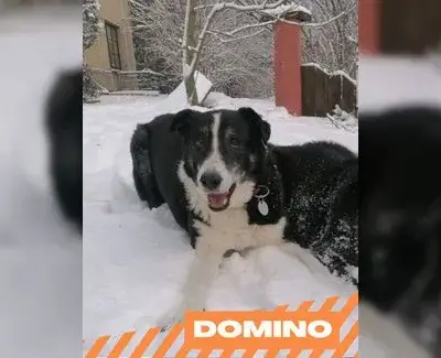 Domino